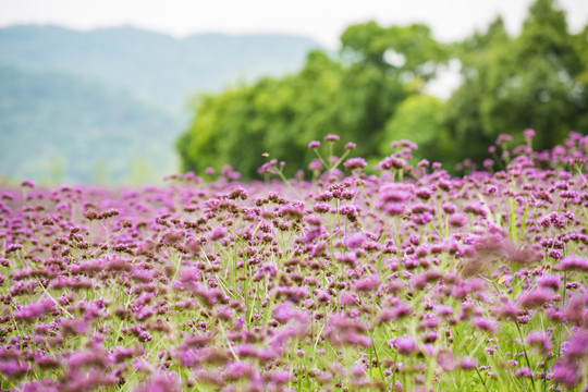 荪湖花海