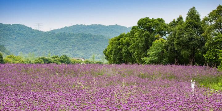 荪湖花海