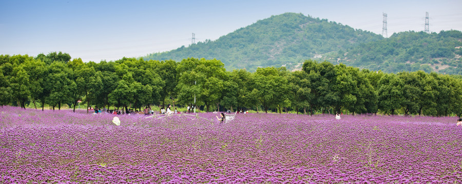 荪湖花海