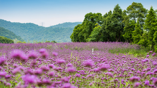 荪湖花海