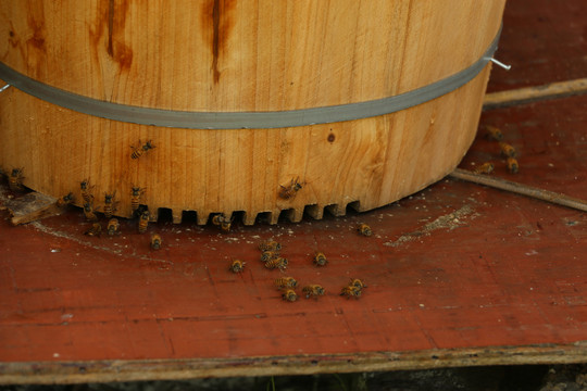 土法养蜂