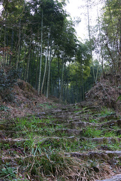 竹林里荒芜的石阶小路
