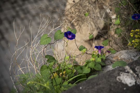 牵牛花