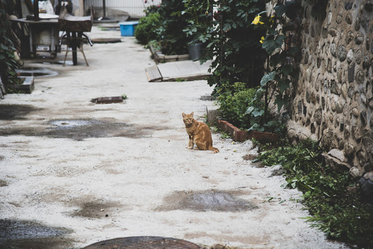 一只猫