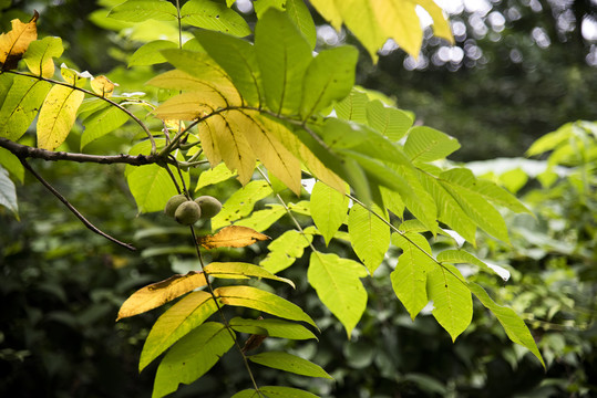 野生植物