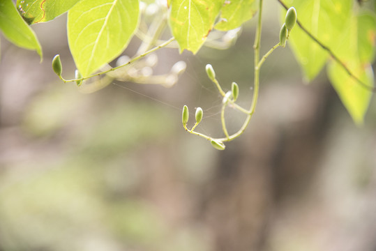 绿色植物