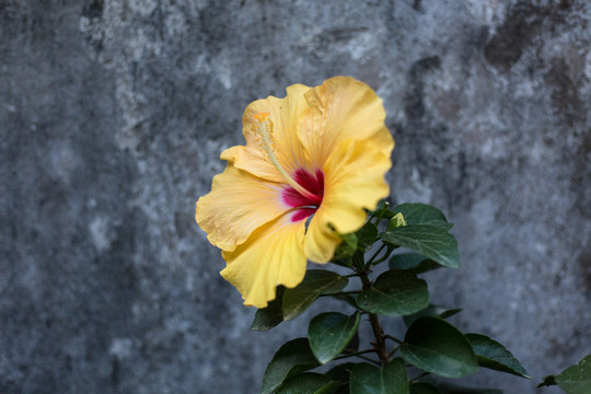 黄色朱槿花御衣黄