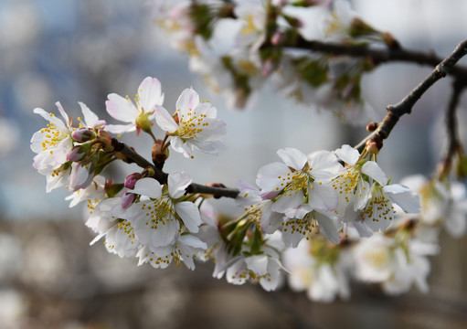 樱桃花