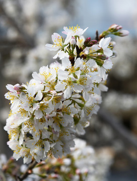 樱桃花