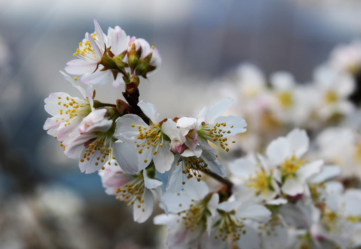 樱桃花