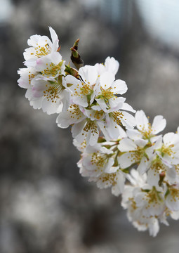 樱桃花