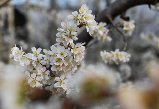 樱桃花