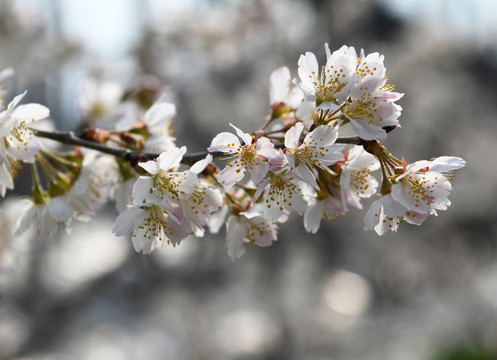 樱桃花