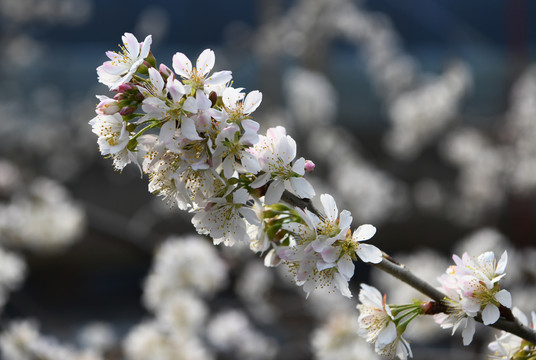 樱桃花