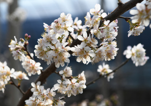 樱桃花