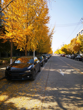 秋天的街道