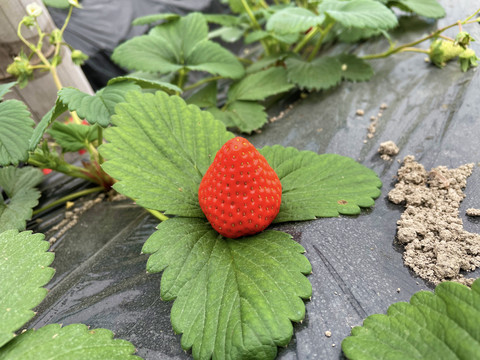 草莓采摘地