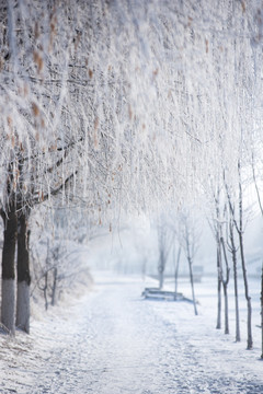 冬季雾凇树挂素材