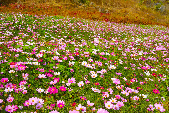 格桑花花海