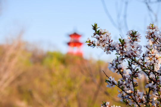 樱花龙潭山观景台