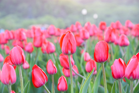 郁金香花卉特写