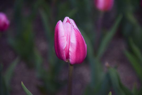 郁金香花卉特写