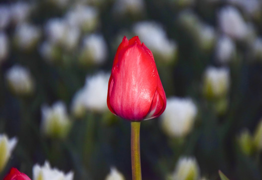 郁金香花卉特写