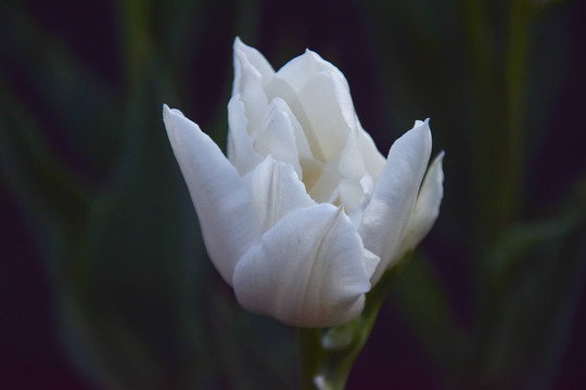 郁金香花卉特写