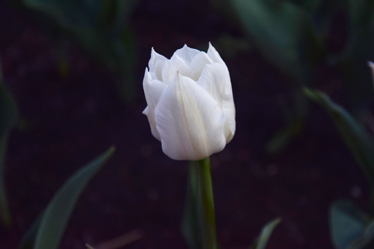 郁金香花卉特写