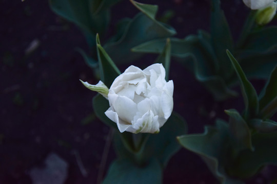 郁金香花卉特写