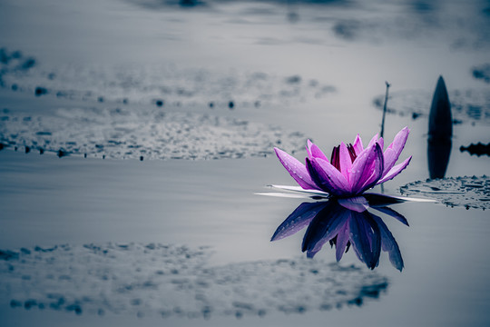 雨后睡莲