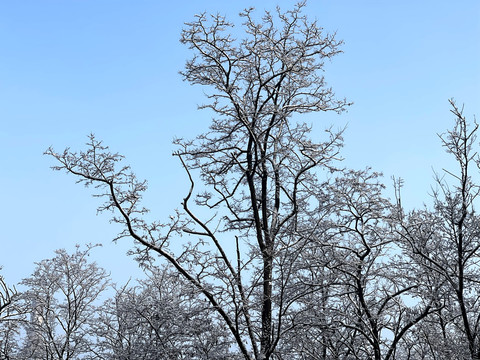 雪树