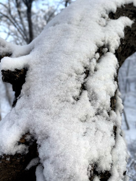 雪树