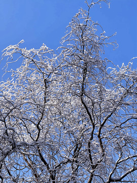 雪树