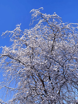 雪树