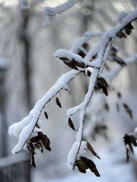 雪枝