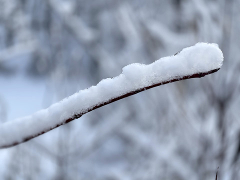 雪枝