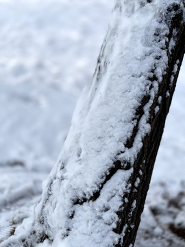 雪树