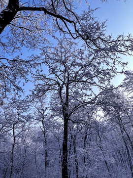 雪树