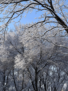 雪树