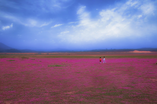 鄱阳湖花海