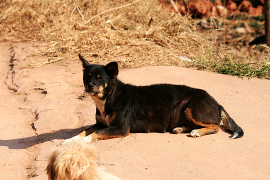 黑犬