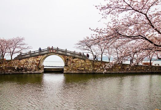无锡太湖鼋头渚风景区长春桥樱花