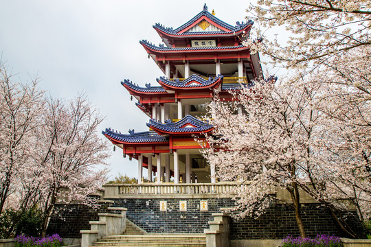 无锡鼋头渚赏樱楼樱花景观楼阁亭