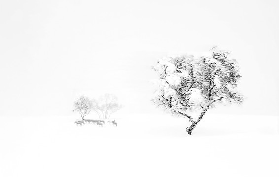 暴风雪