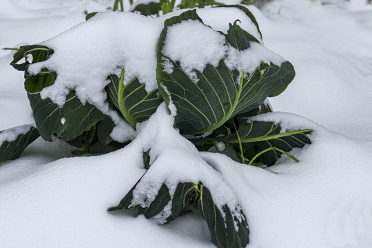 白菜雪景