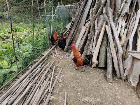 走地鸡