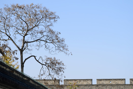 老城墙古树风景