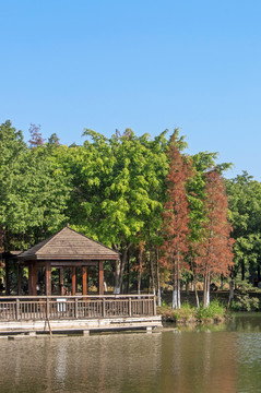 城市公园临湖风景