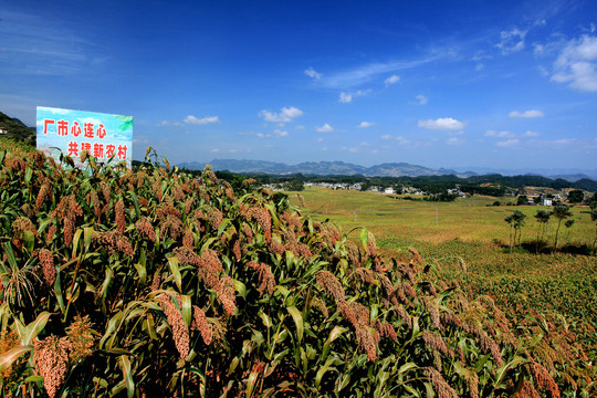 国酒茅台有机高粱基地